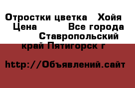 Отростки цветка  “Хойя“ › Цена ­ 300 - Все города  »    . Ставропольский край,Пятигорск г.